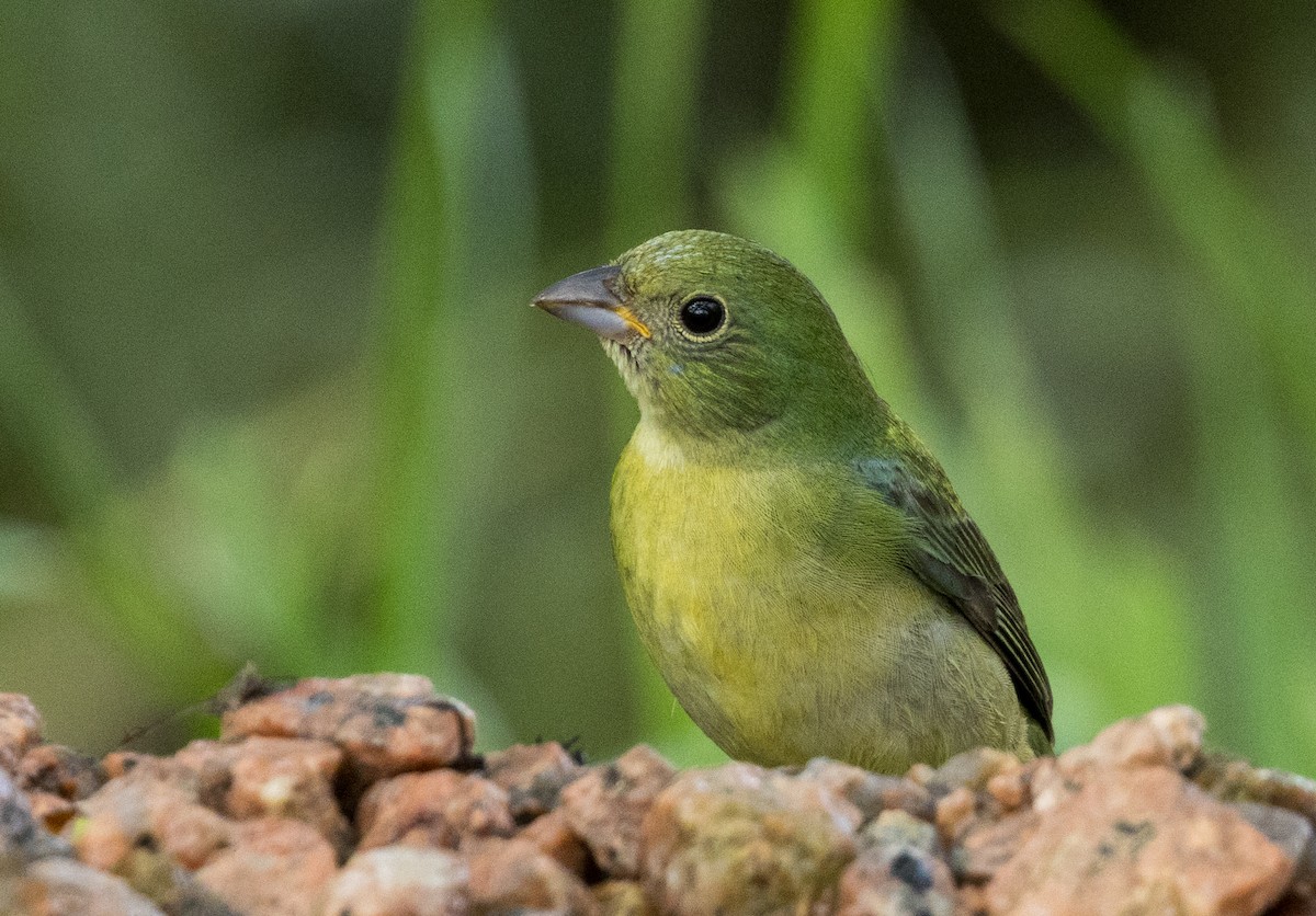 Painted Bunting - ML618759867