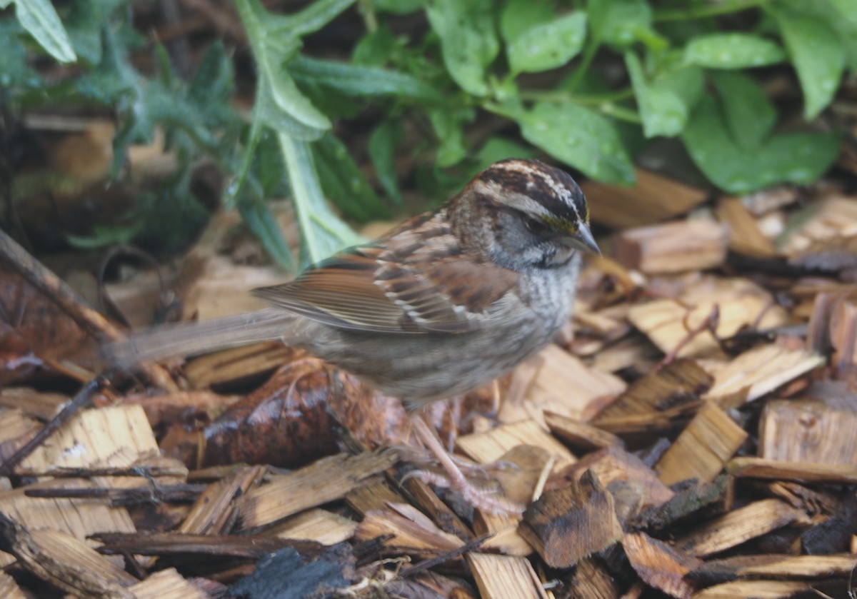White-throated Sparrow - ML618759868