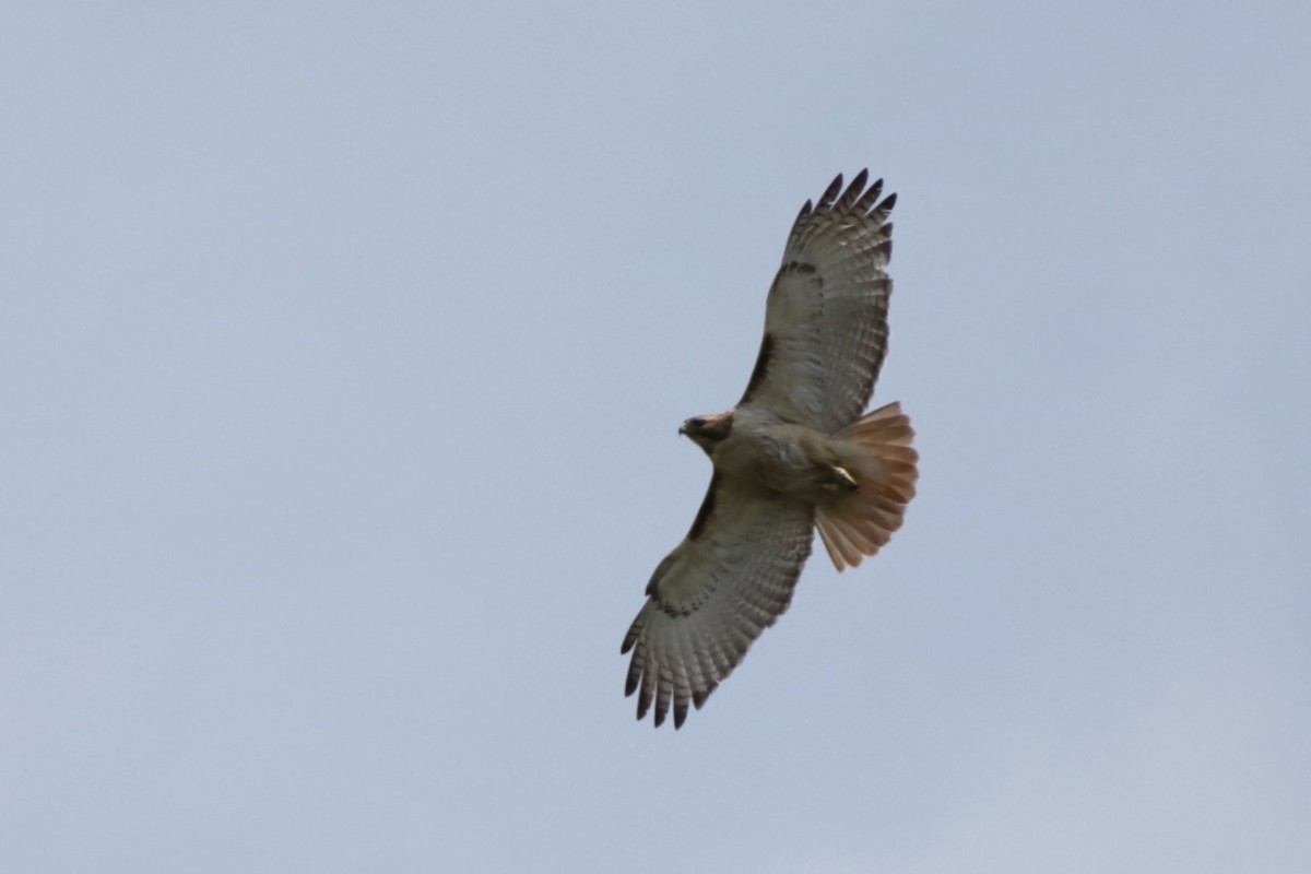 Red-tailed Hawk - ML618759888