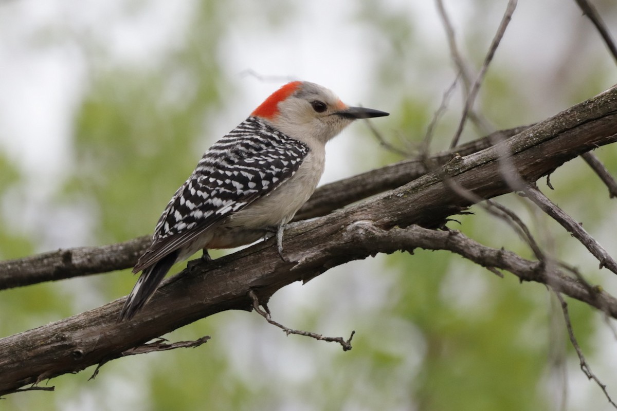 Red-bellied Woodpecker - ML618759905