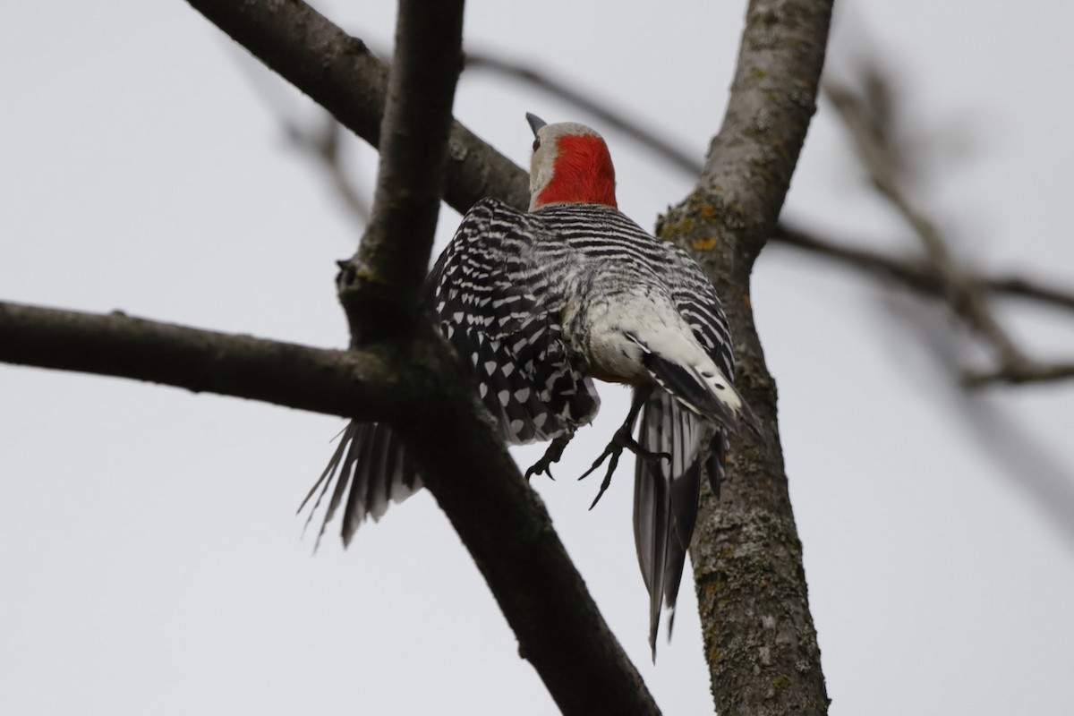 Red-bellied Woodpecker - ML618759906