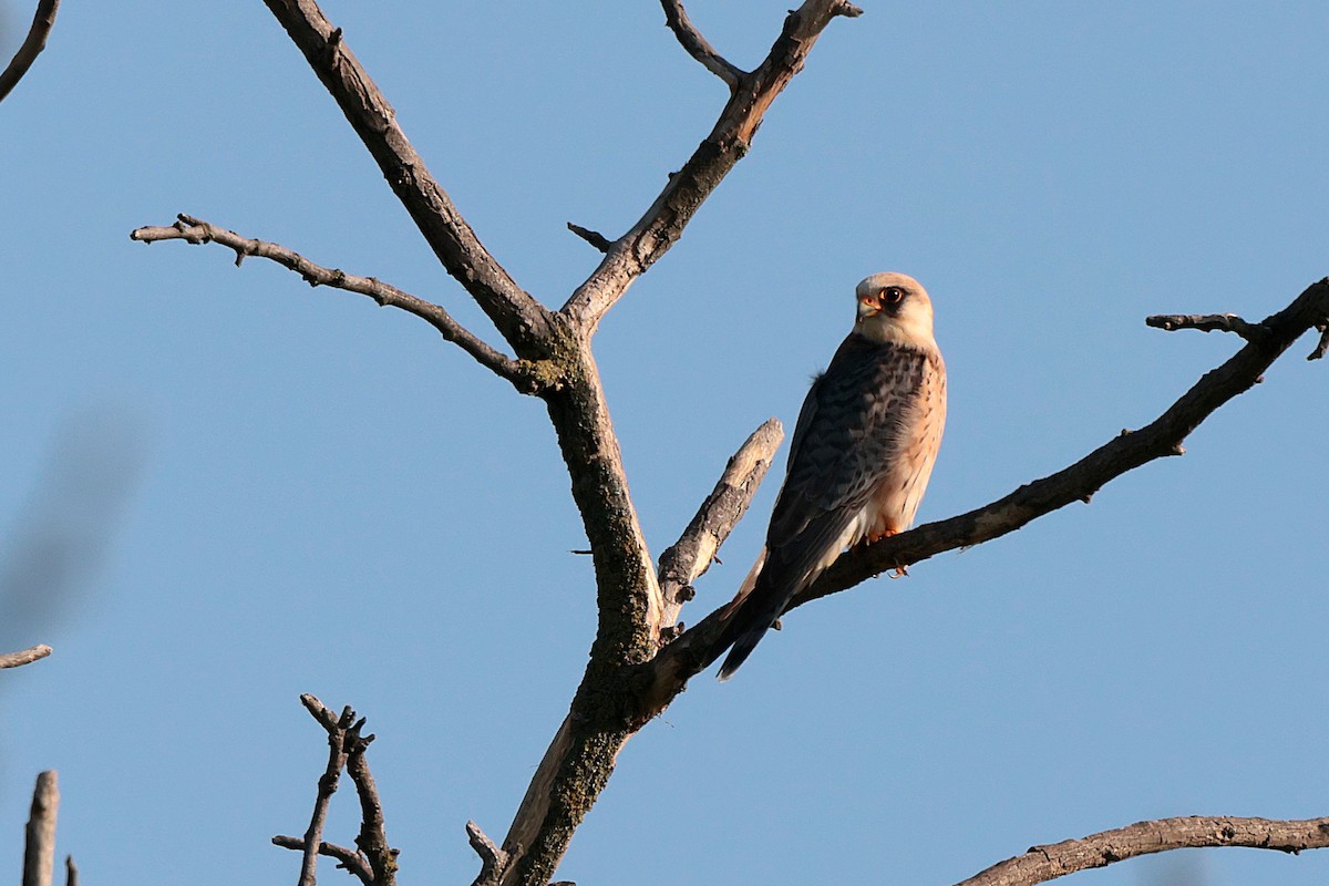 Red-footed Falcon - ML618759911