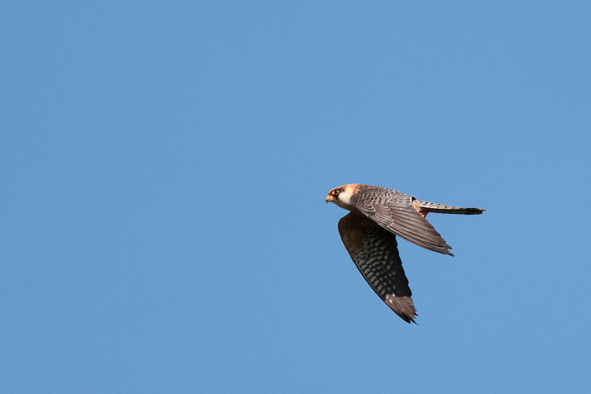 Red-footed Falcon - ML618759912