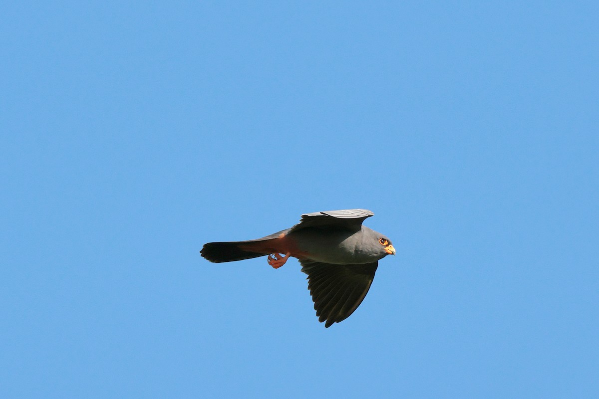 Red-footed Falcon - ML618759913