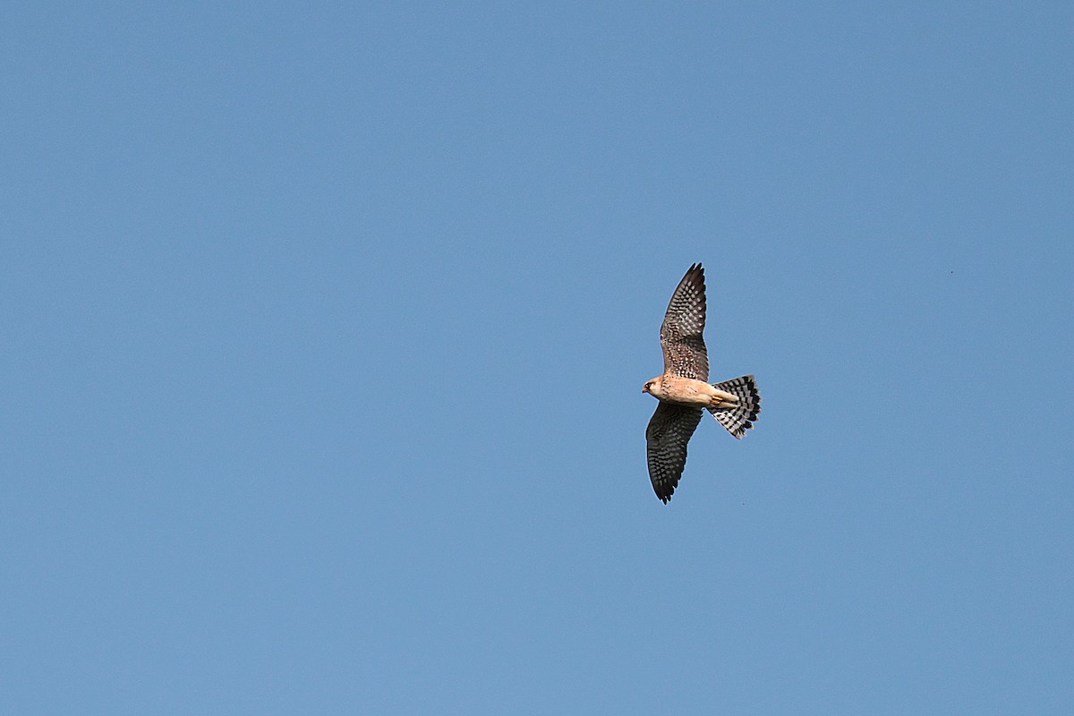 Red-footed Falcon - ML618759914