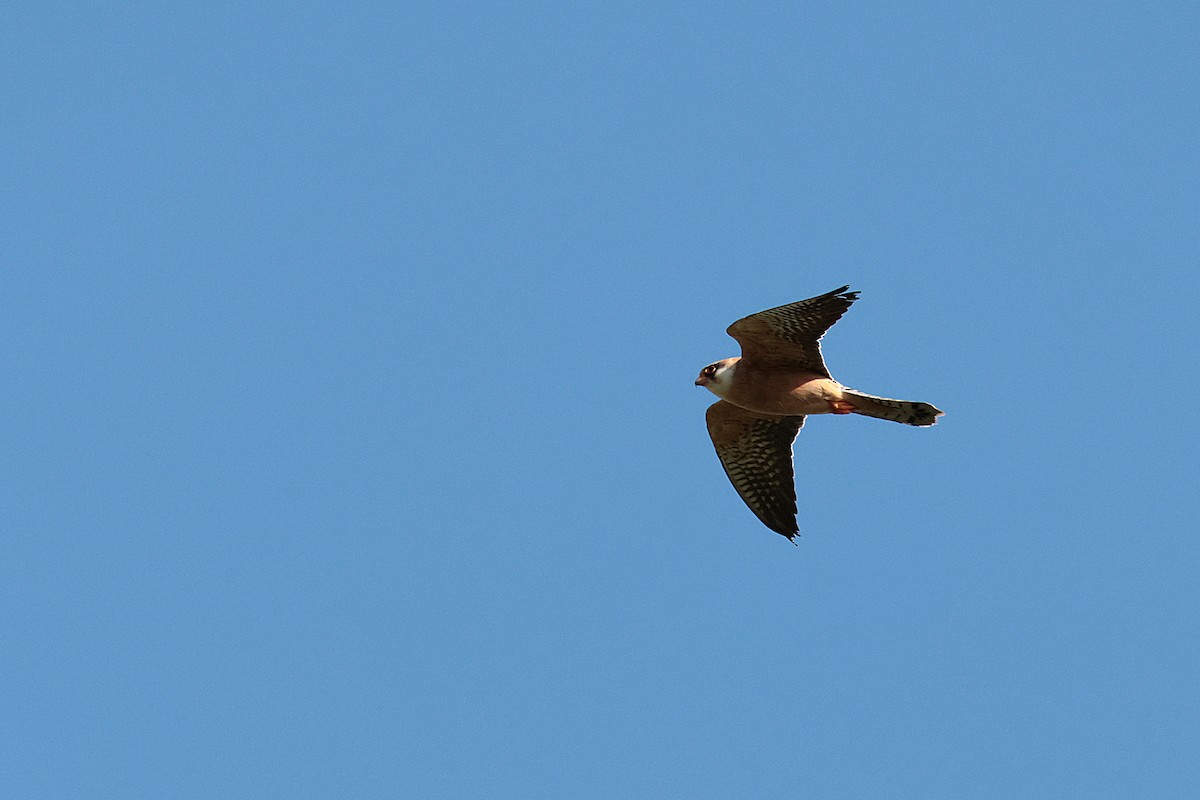 Red-footed Falcon - ML618759915