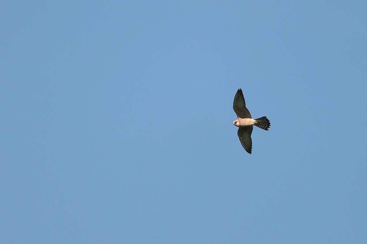 Red-footed Falcon - ML618759917