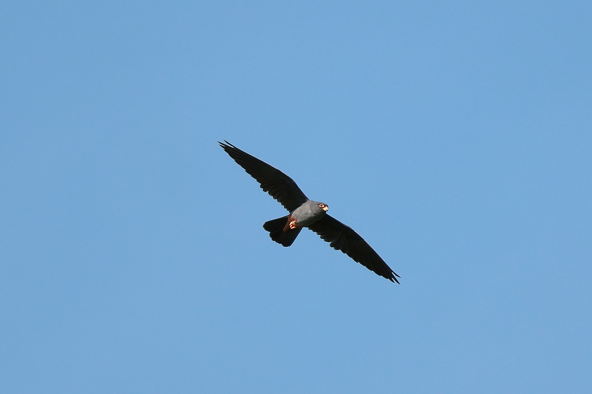 Red-footed Falcon - ML618759918