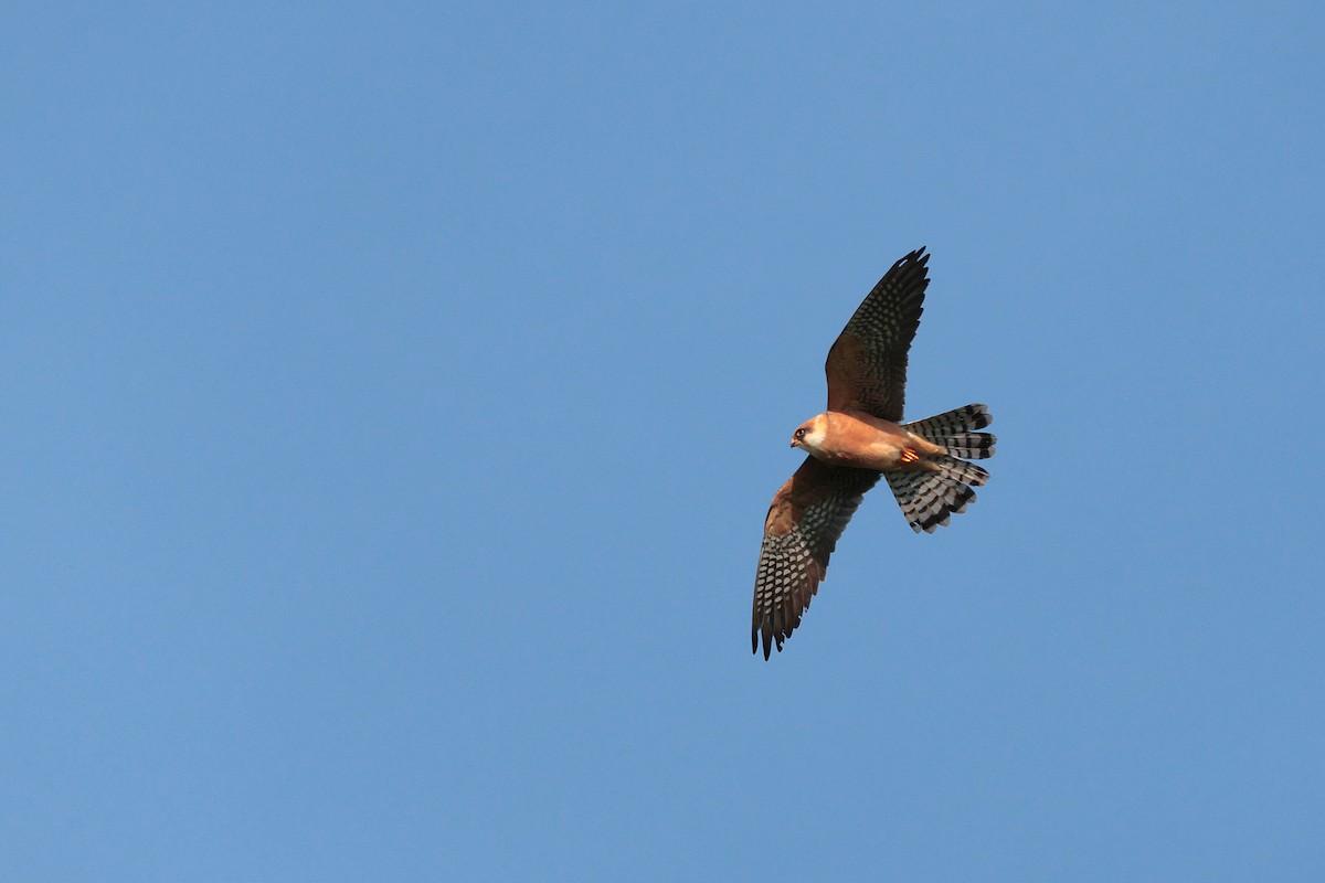 Red-footed Falcon - ML618759919