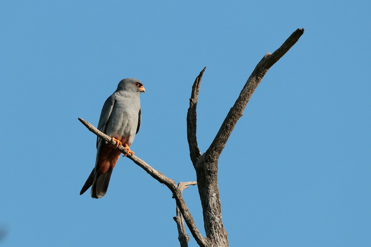 Red-footed Falcon - ML618759922