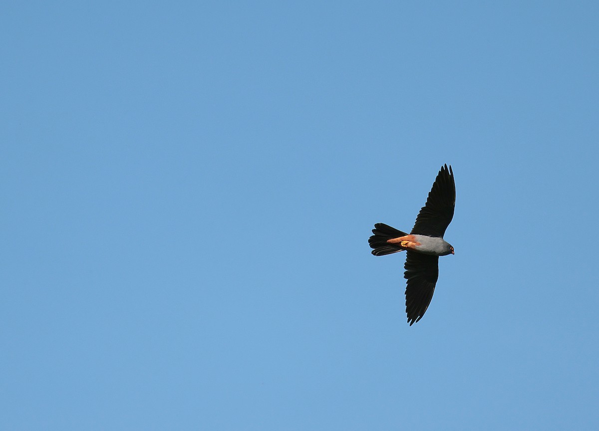 Red-footed Falcon - ML618759924