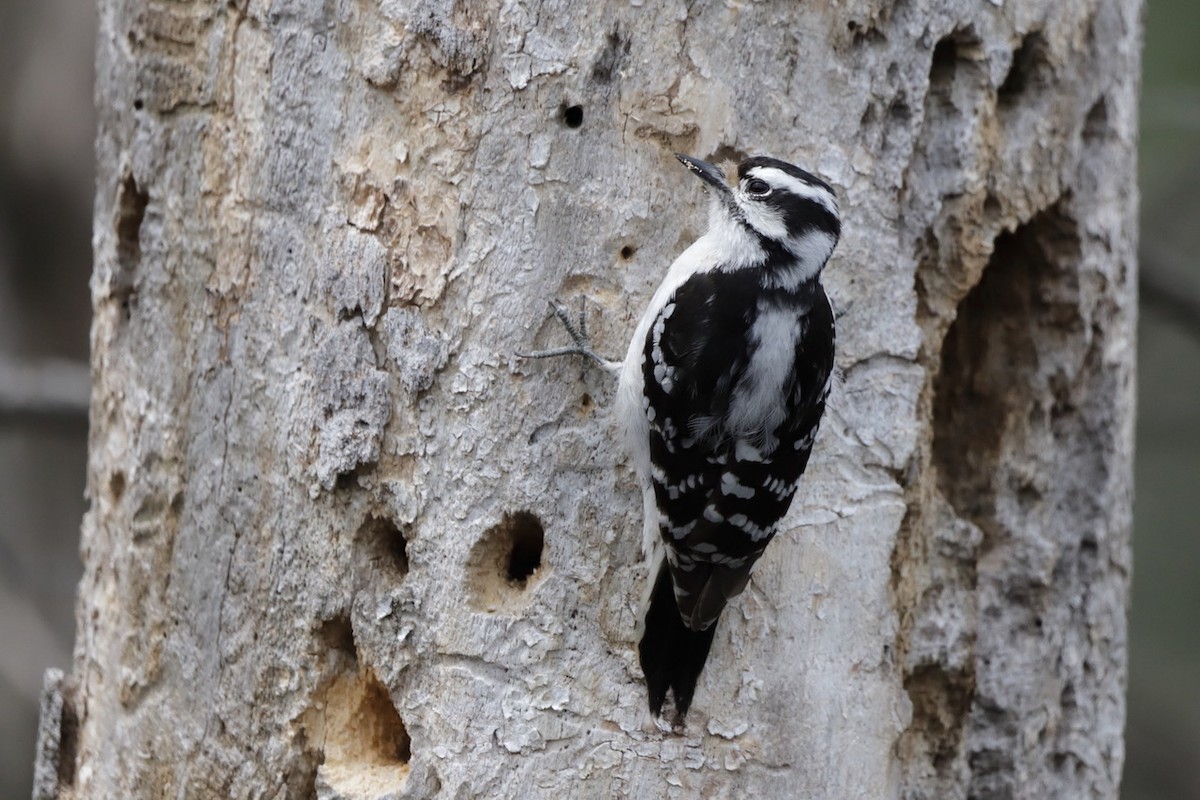 Downy Woodpecker - ML618759928
