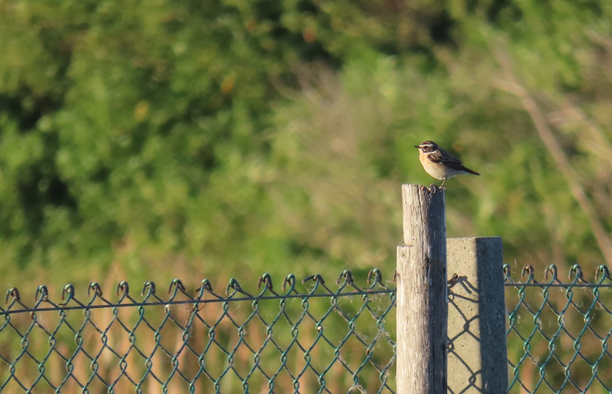Whinchat - ML618759961