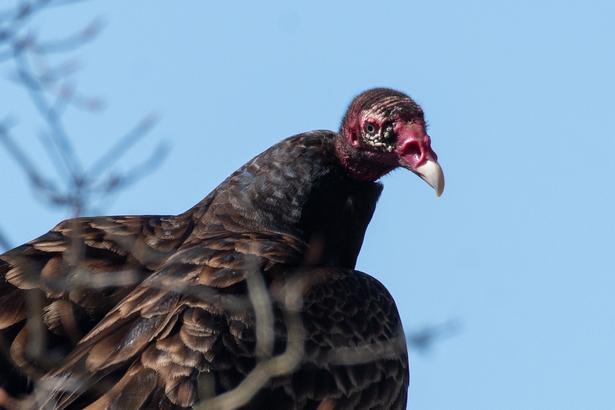 Turkey Vulture - ML618759986