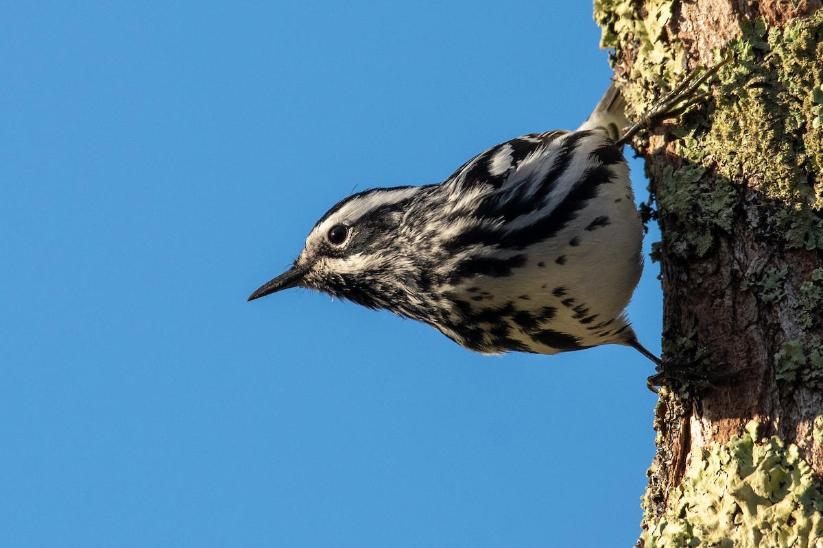 Black-and-white Warbler - ML618760006