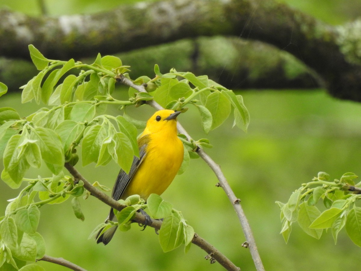 Prothonotary Warbler - ML618760059