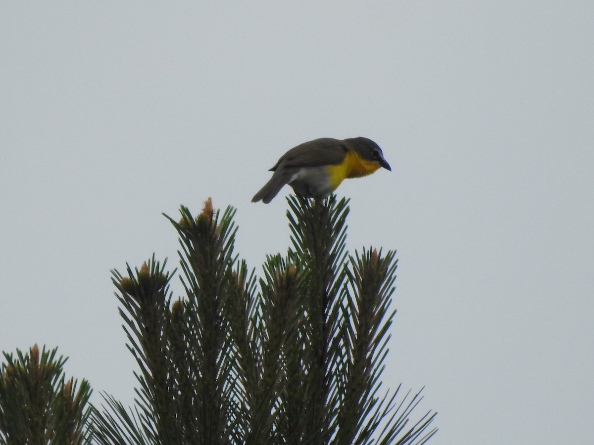 Yellow-breasted Chat - ML618760070