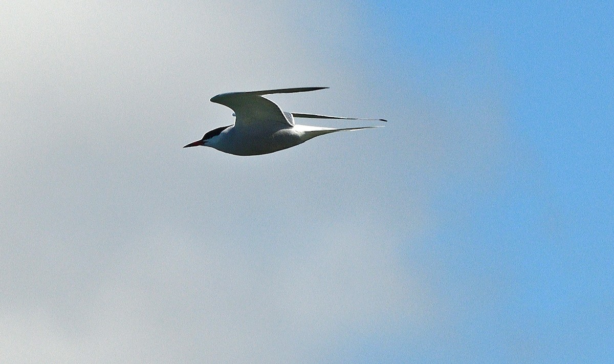 Common Tern - ML618760072