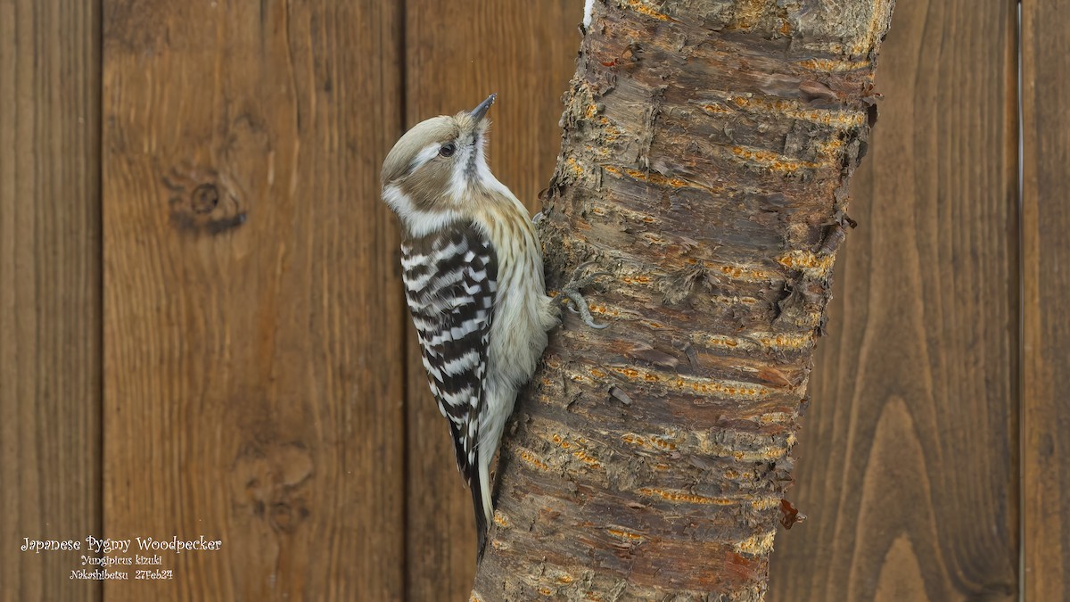 Japanese Pygmy Woodpecker - ML618760077