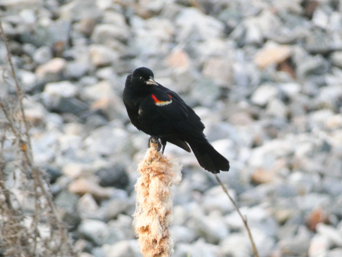 Red-winged Blackbird - ML618760083