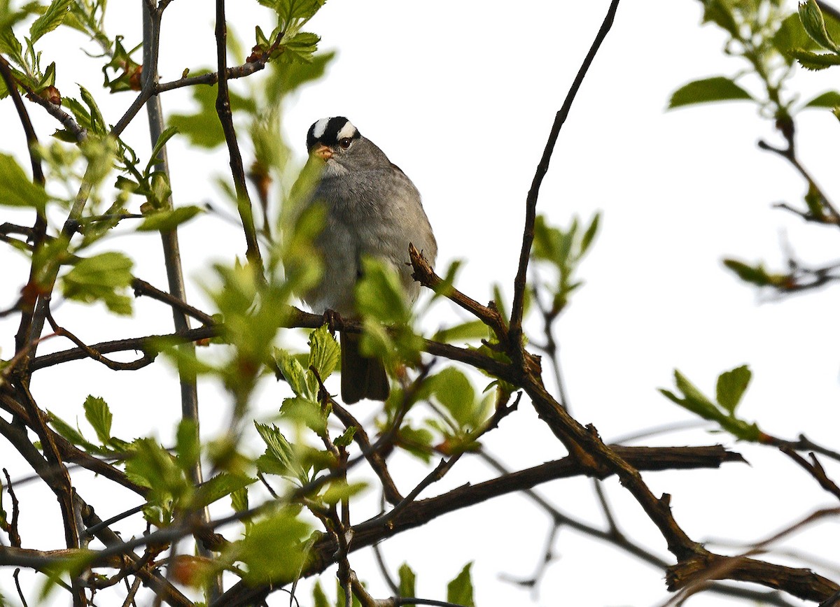 White-crowned Sparrow - ML618760117