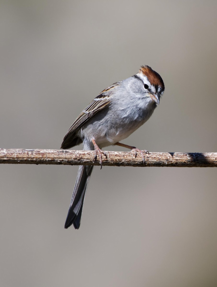 Chipping Sparrow - ML618760122