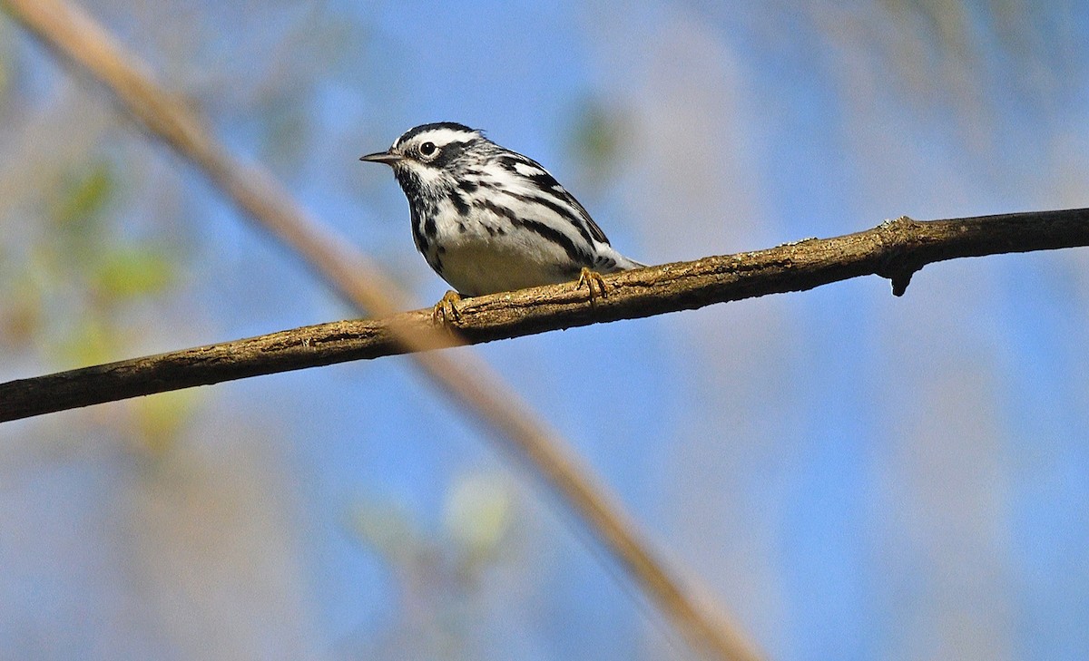 Black-and-white Warbler - ML618760144