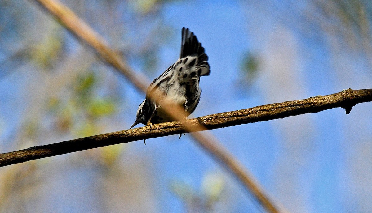 Black-and-white Warbler - ML618760145