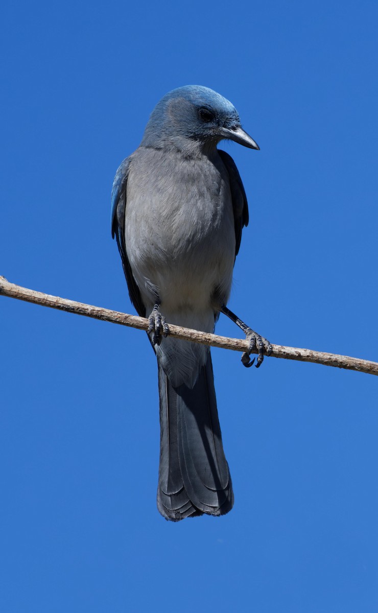Mexican Jay - ML618760148