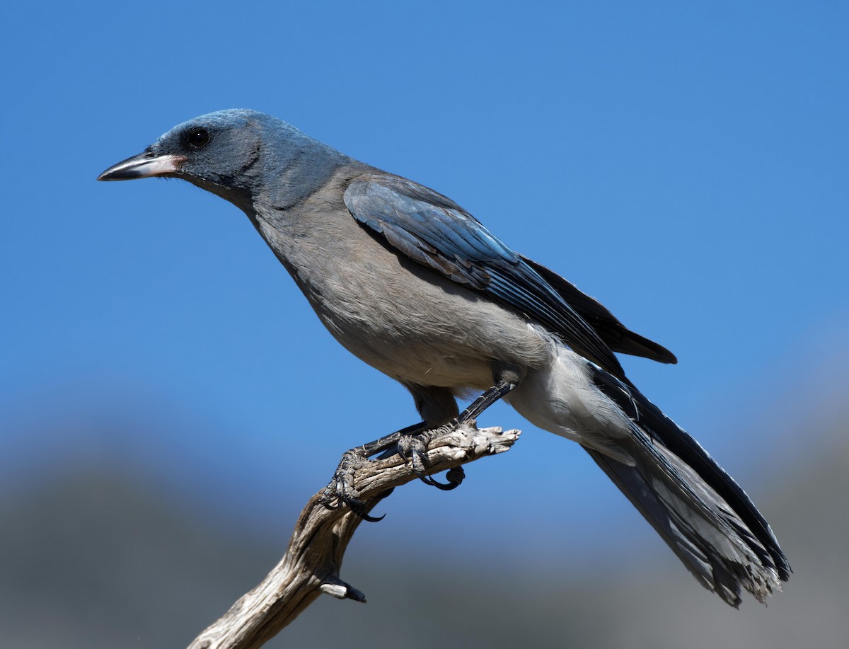 Mexican Jay - ML618760149