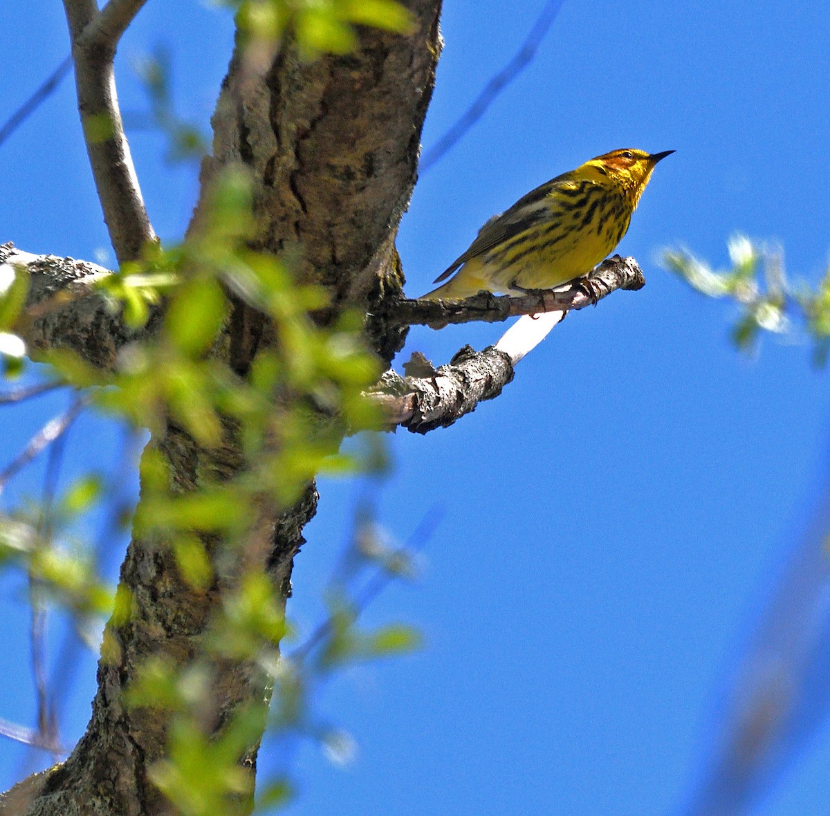 Cape May Warbler - ML618760168