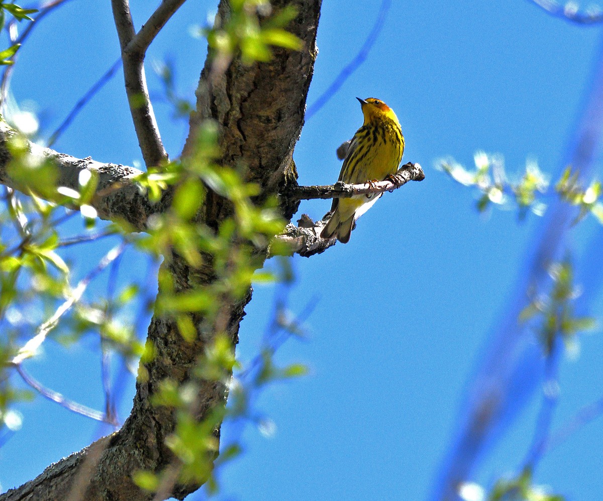 Cape May Warbler - ML618760169