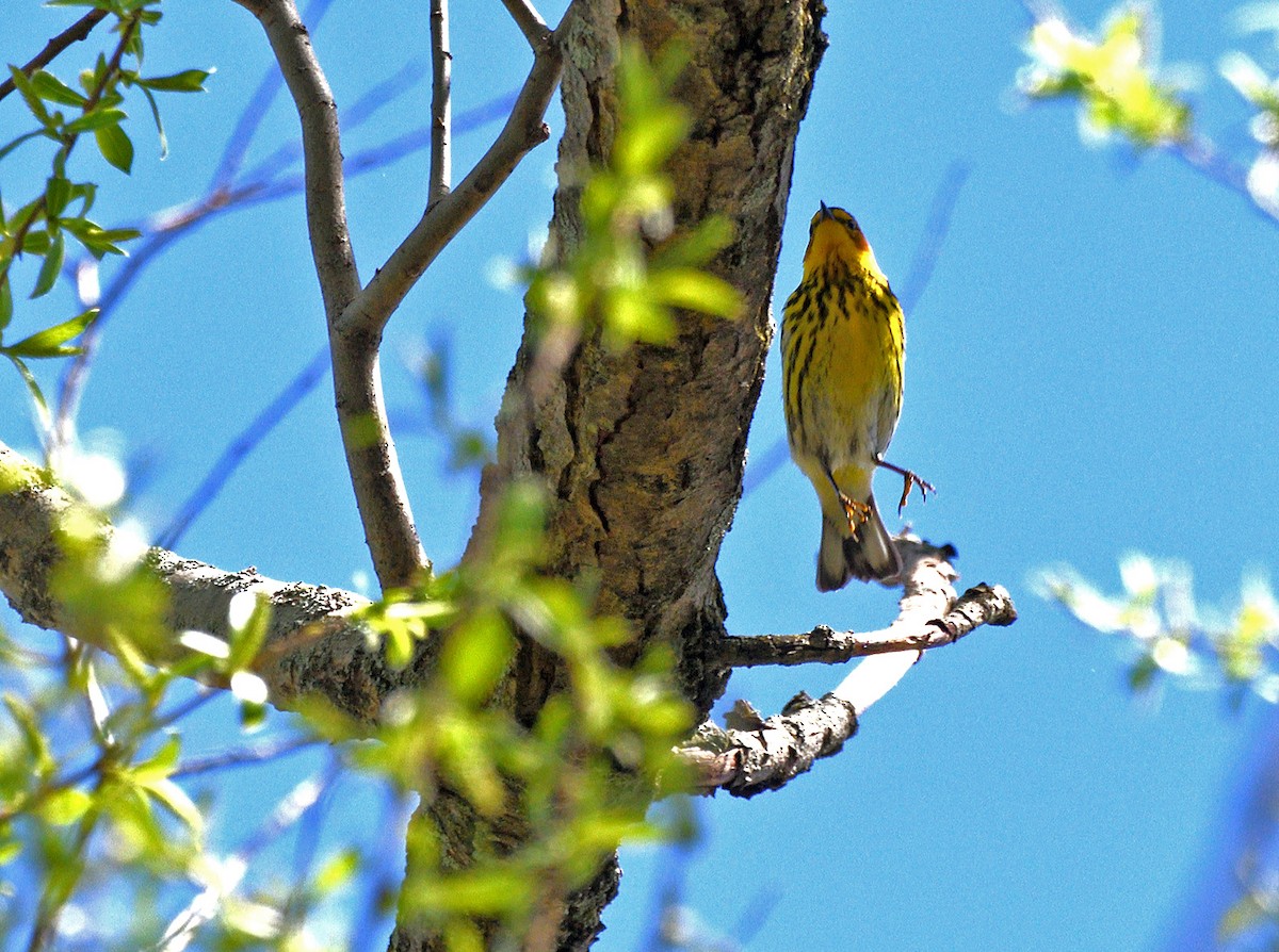 Cape May Warbler - ML618760170