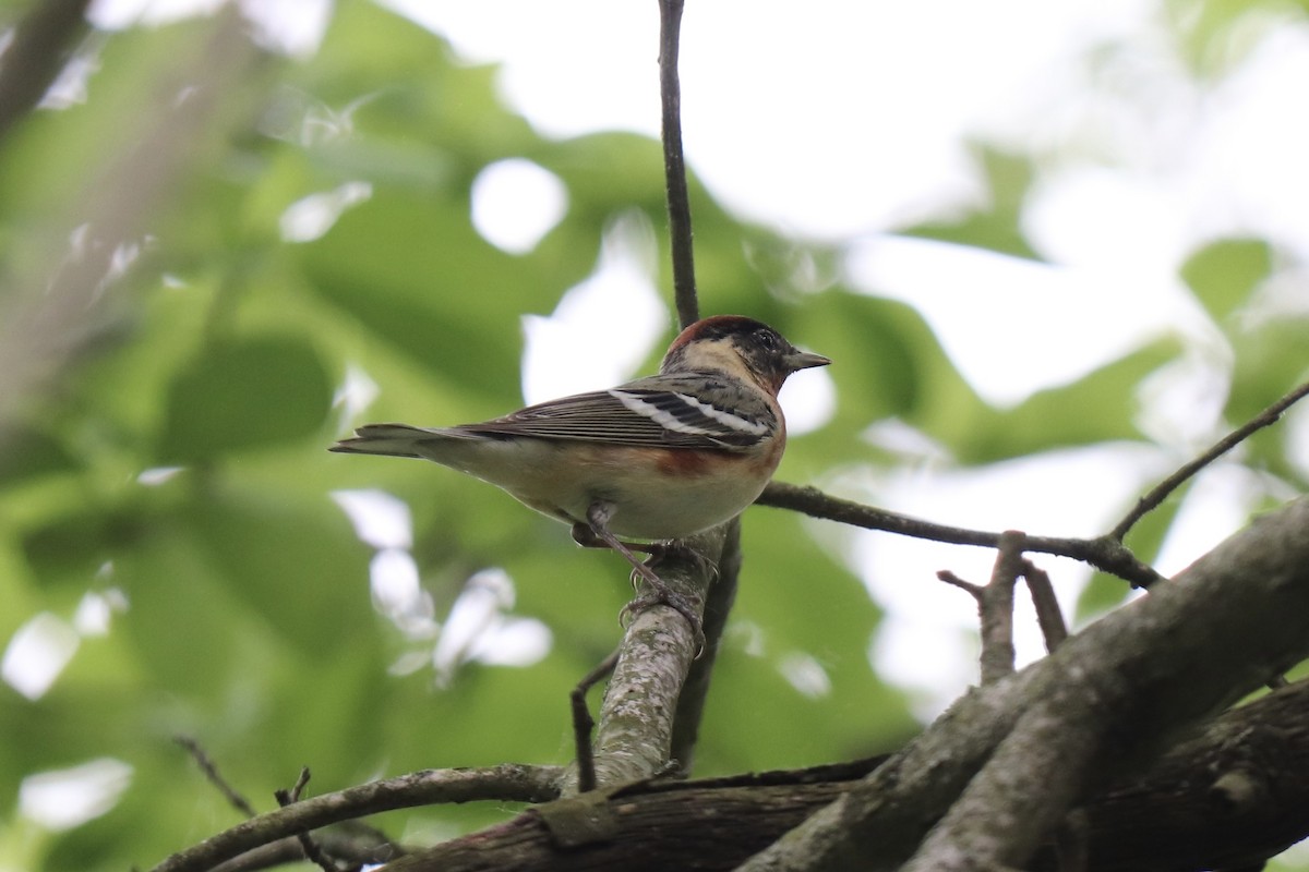 Bay-breasted Warbler - ML618760187
