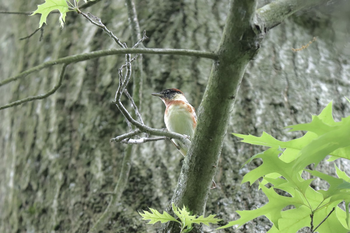 Bay-breasted Warbler - ML618760190