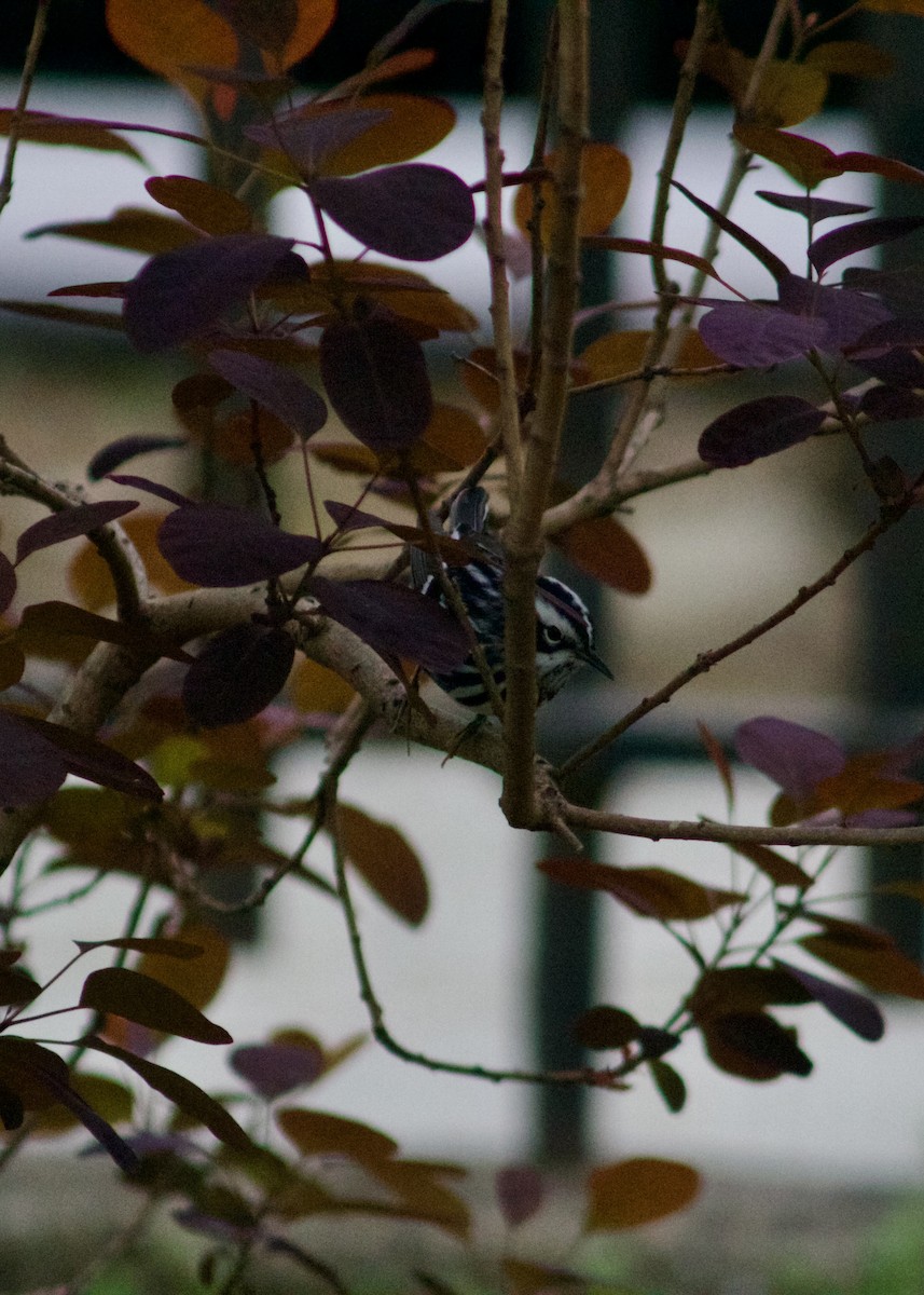 Black-and-white Warbler - ML618760195