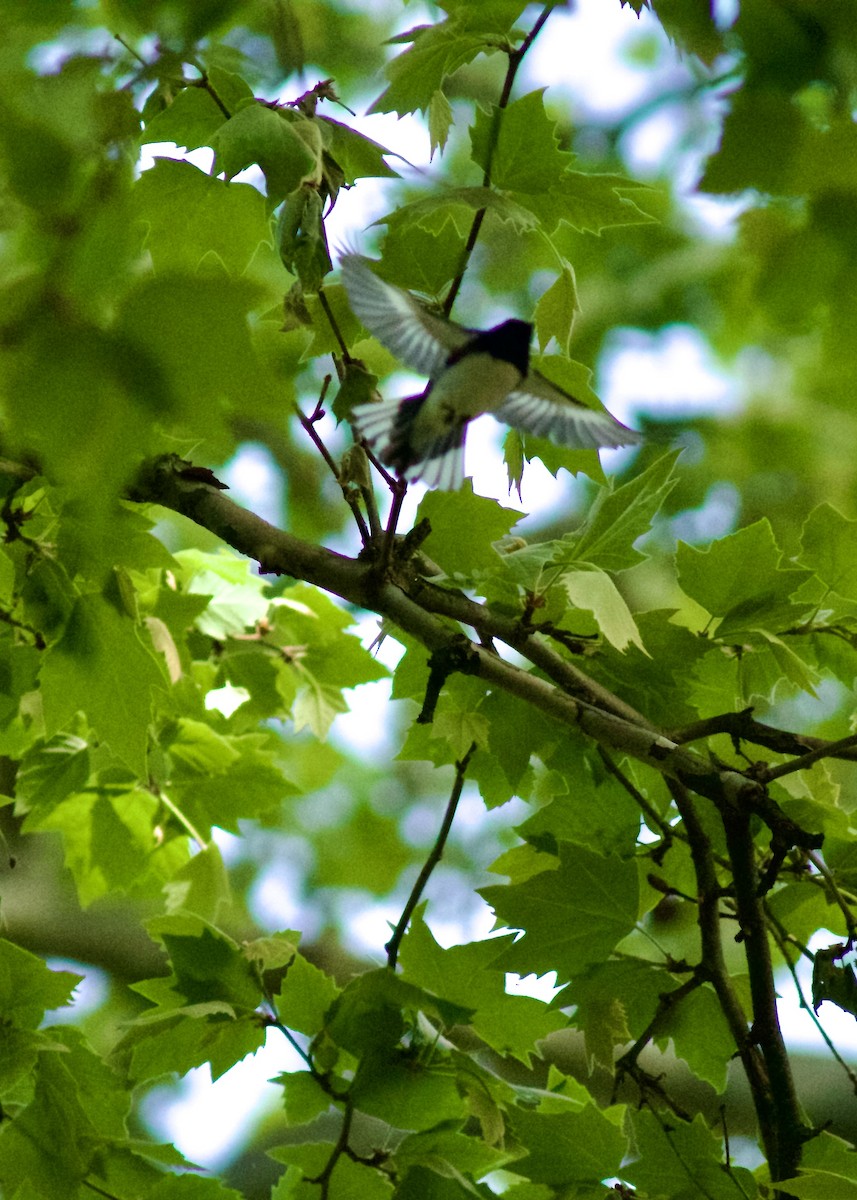 Black-throated Blue Warbler - ML618760202