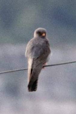 Red-footed Falcon - ML618760205