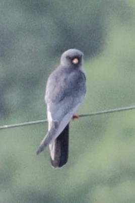 Red-footed Falcon - ML618760206