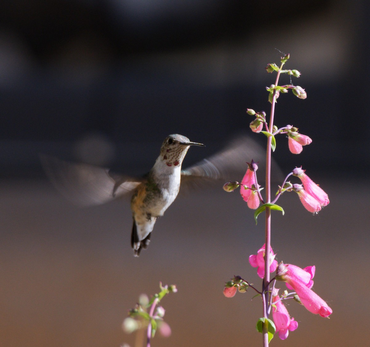 hummingbird sp. - ML618760259