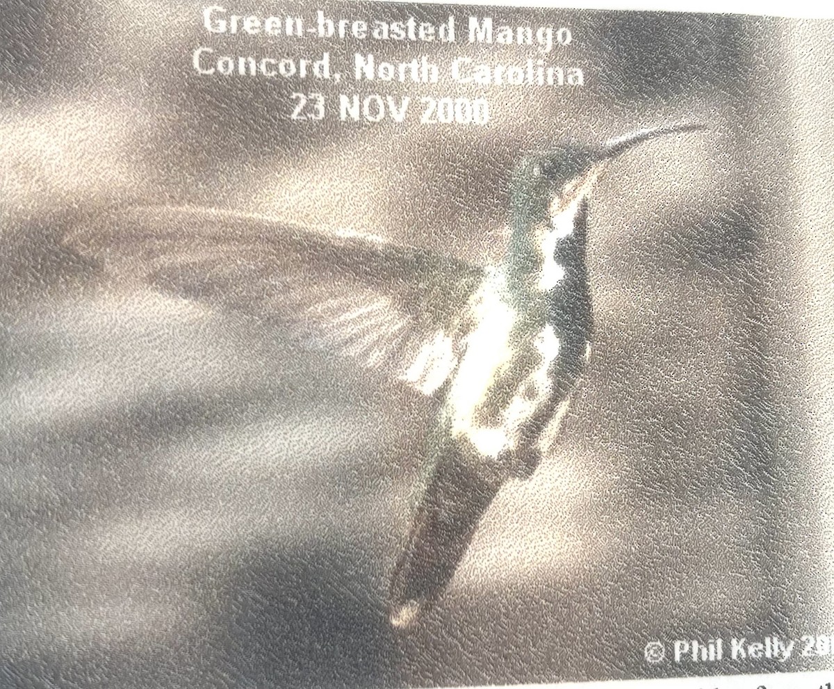 Green-breasted Mango - ML618760262
