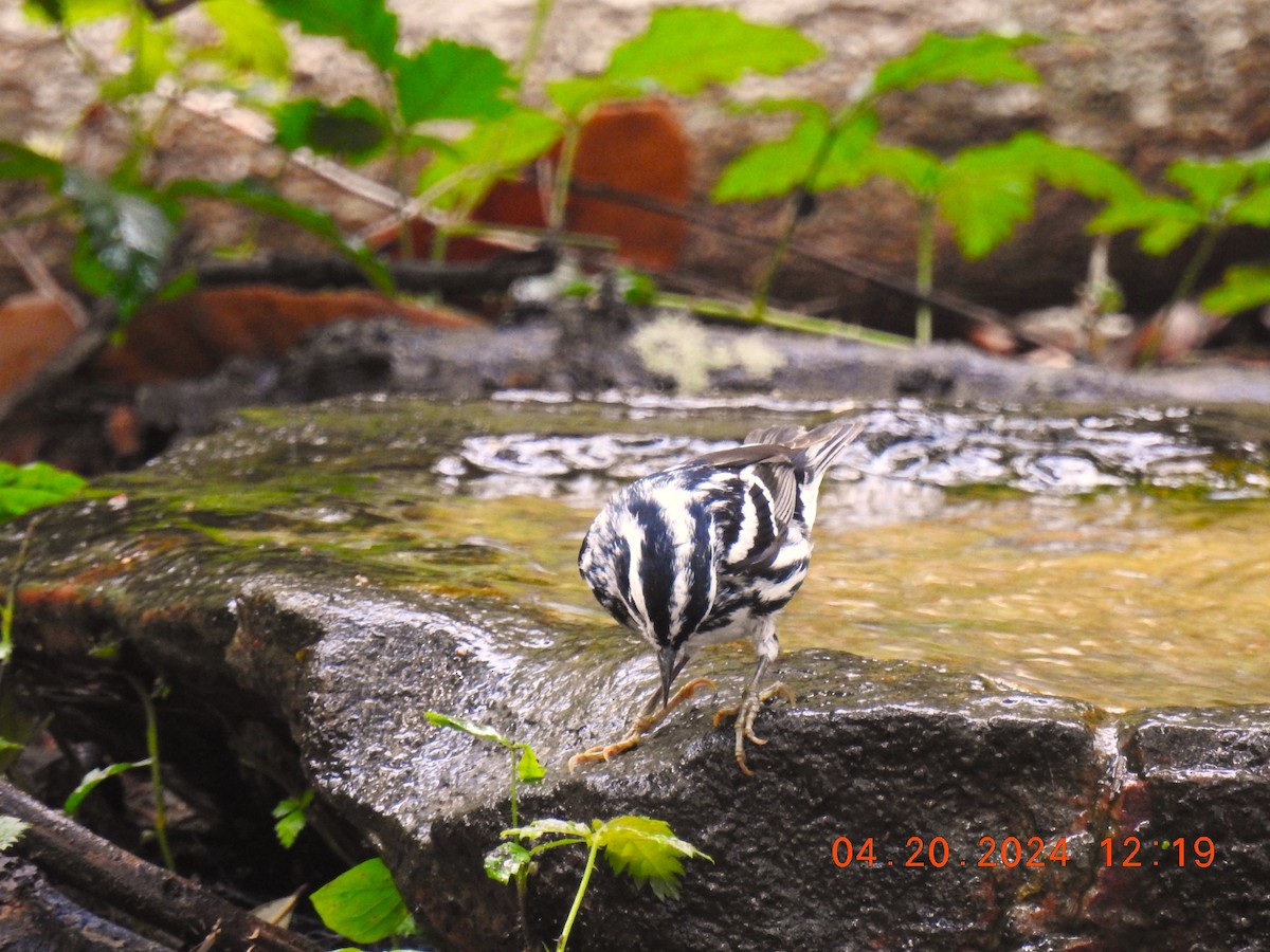 Black-and-white Warbler - ML618760288