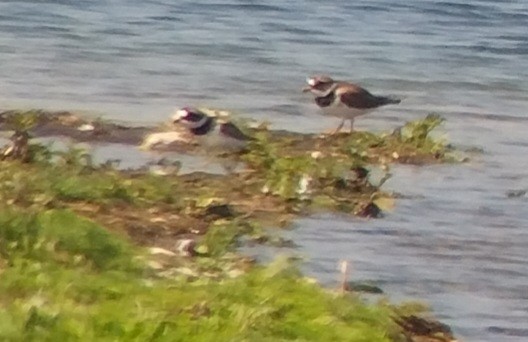 Common Ringed Plover - ML618760296