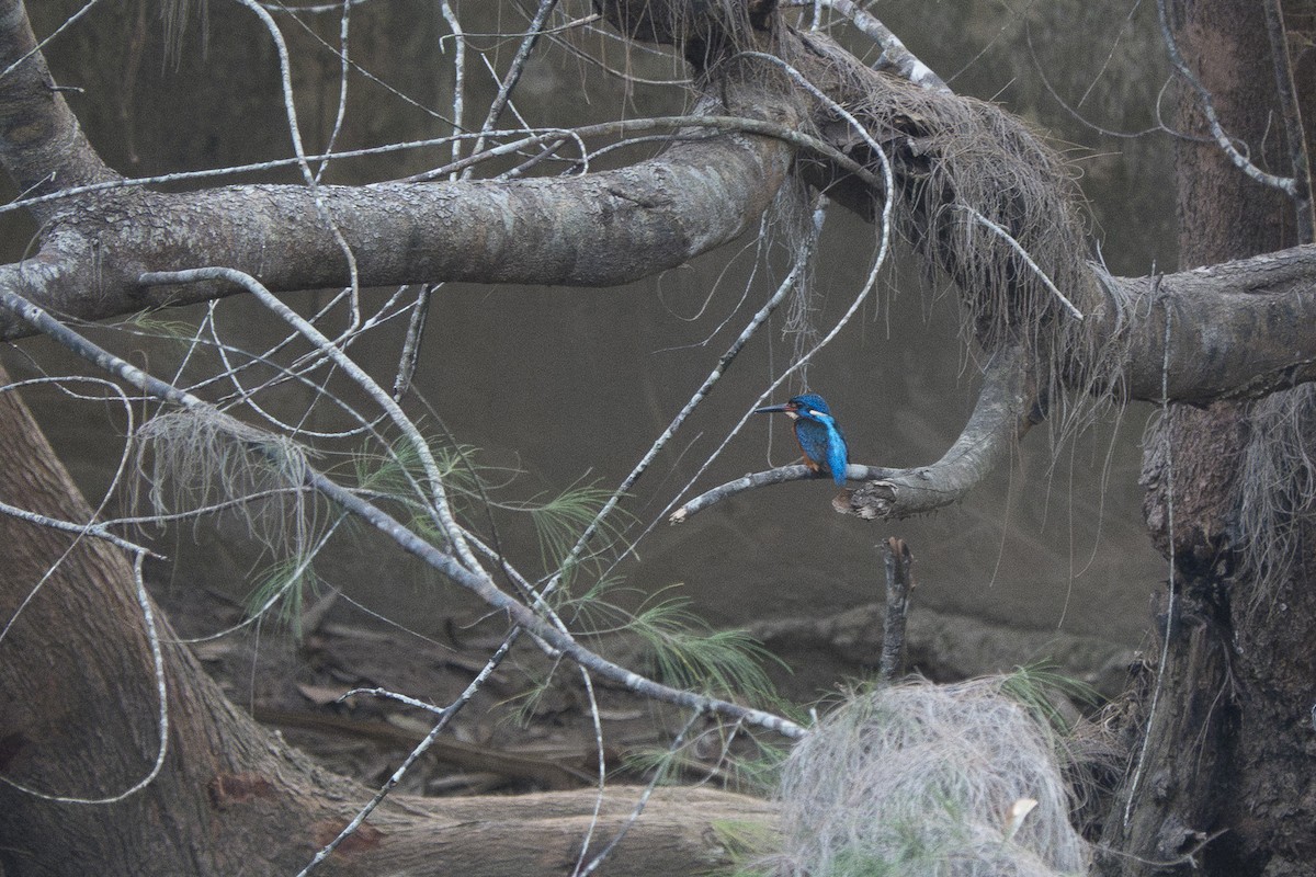 Blue-eared Kingfisher - ML618760319