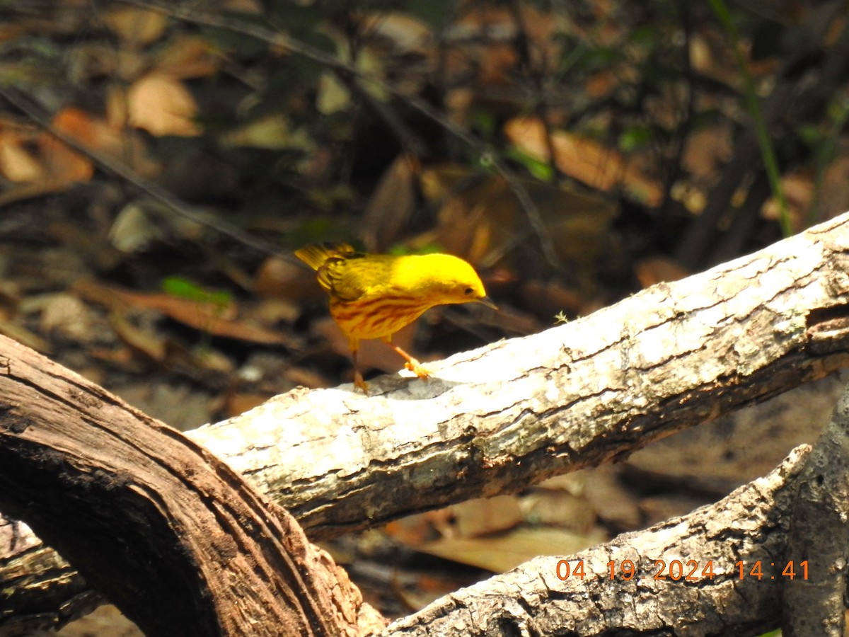 Yellow Warbler - ML618760321