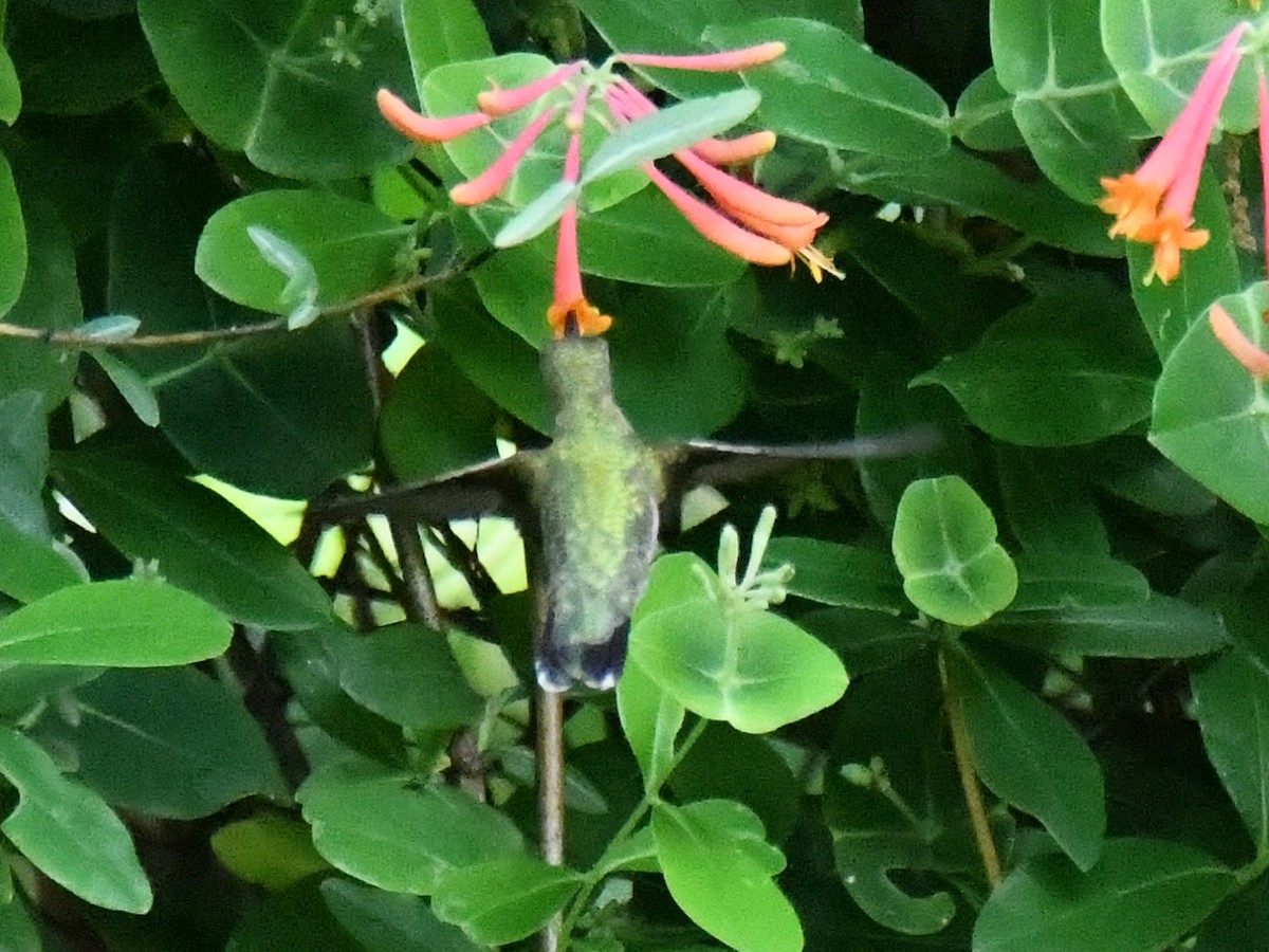 Ruby-throated Hummingbird - ML618760361