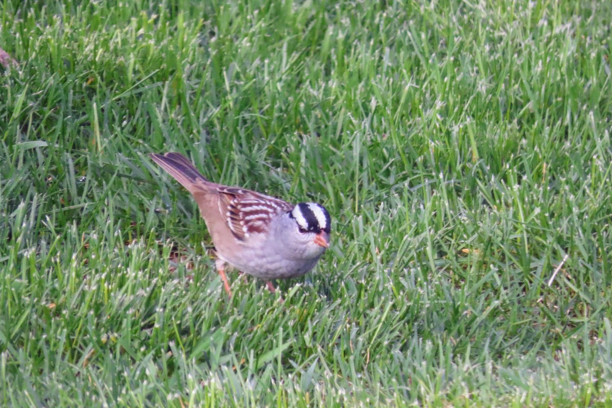 White-crowned Sparrow - ML618760371