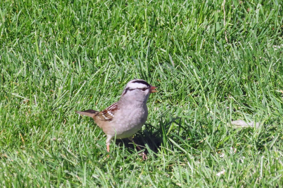 White-crowned Sparrow - ML618760372
