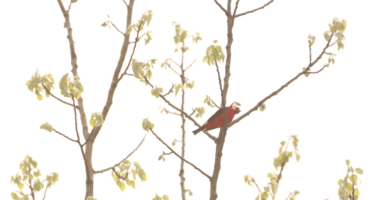 Scarlet Tanager - ML618760389