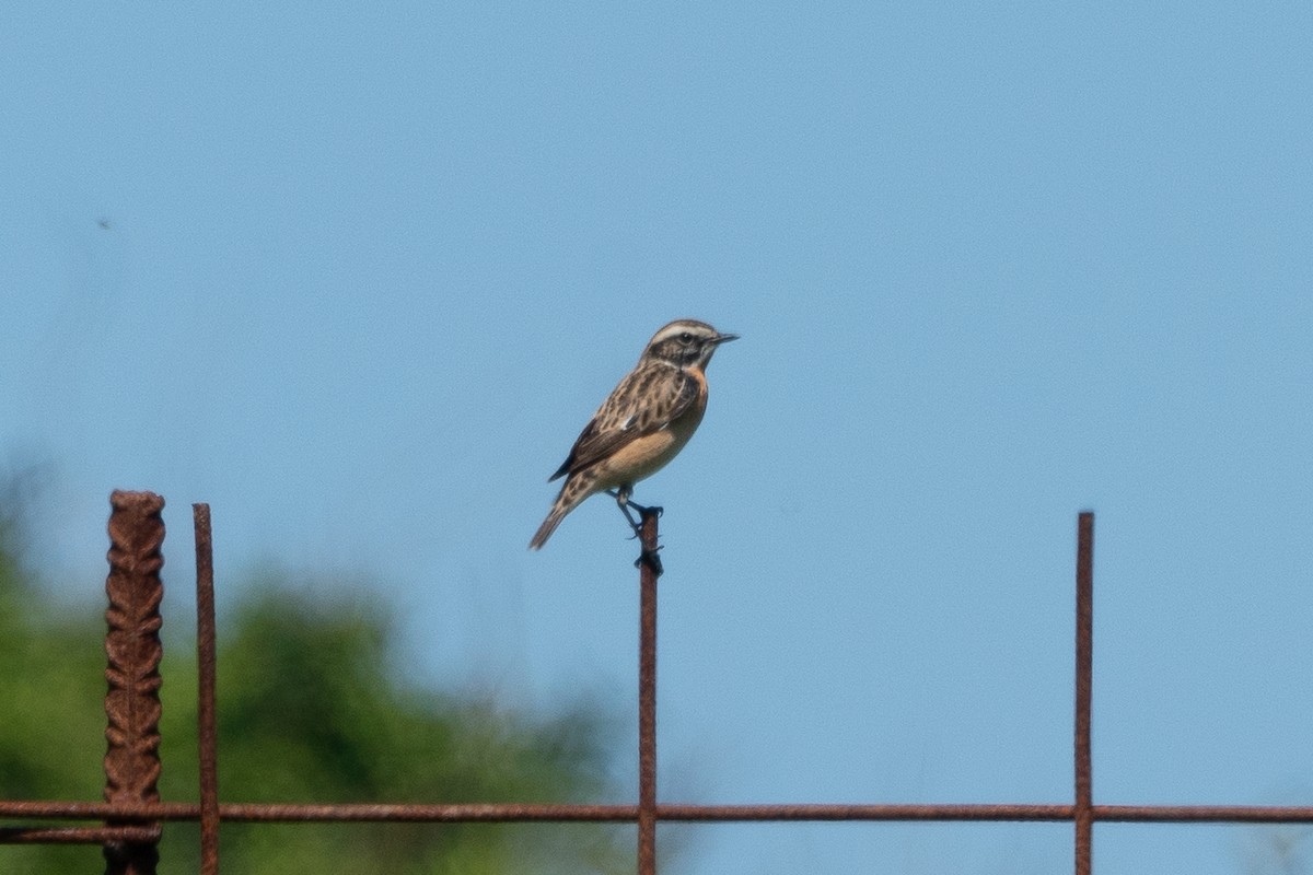Whinchat - ML618760420